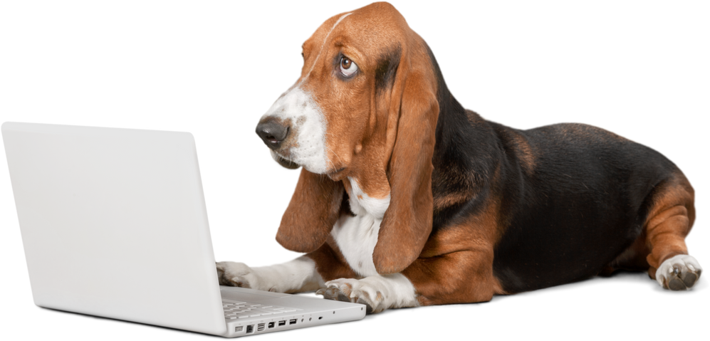 Dog Using Laptop